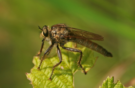 Raubfliege (Epitriptus spec.) - © Emanuel Trummer